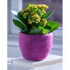 Load image into Gallery viewer, Cozy Felt Planter
