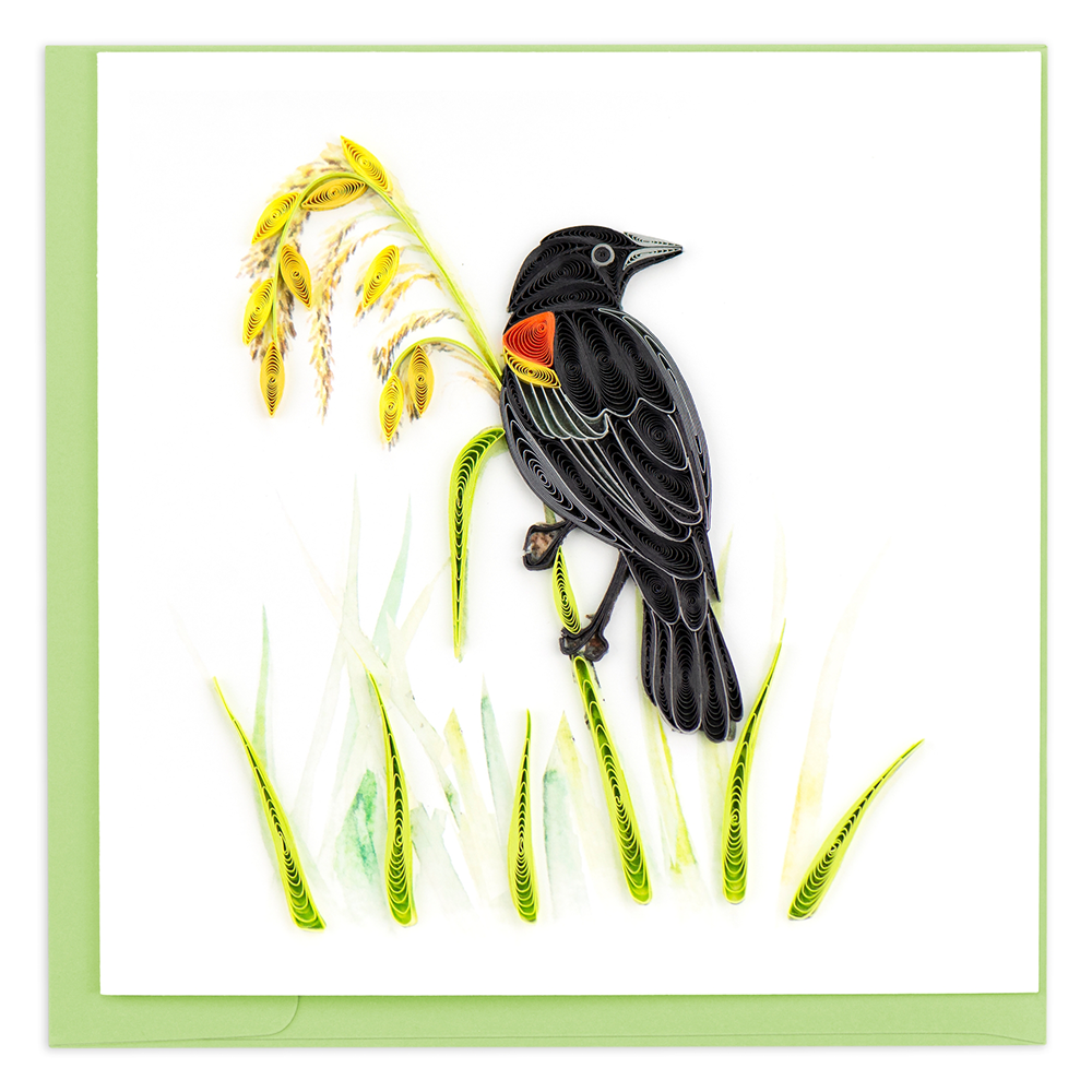 Red-winged BlackBird